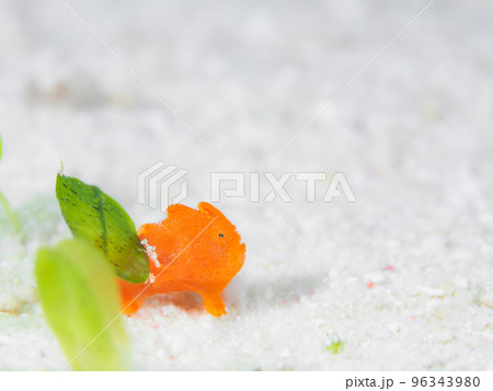 イロカエルアンコウの幼魚· イロカエルアンコウの幼魚· 96343980