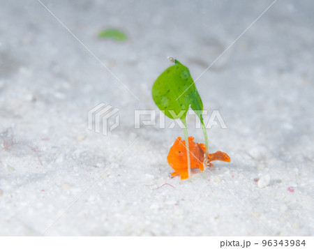 イロカエルアンコウの幼魚· イロカエルアンコウの幼魚· 96343984