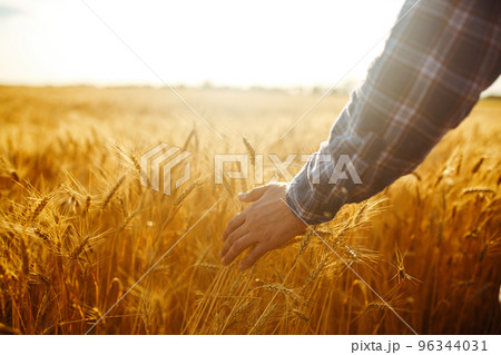 A Field Of Wheat Touched By The Hands Of Spikes In The Sunset Light. Wheat Sprouts In A Farmer's Hand. A Field Of Wheat Touched By The Hands Of Spikes In The Sunset Light. Wheat Sprouts In A Farmer's Hand. 96344031