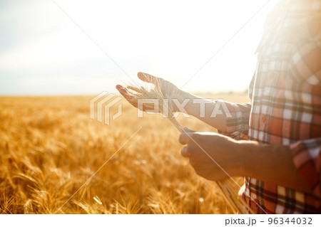 A Field Of Wheat Touched By The Hands Of Spikes In The Sunset Light. Wheat Sprouts In A Farmer's Hand. 96344032