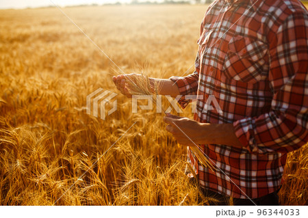 A Field Of Wheat Touched By The Hands Of Spikes In The Sunset Light. Wheat Sprouts In A Farmer's Hand. 96344033