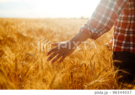 Amazing view with Man With His Back To The Viewer In A Field Of Wheat Touched By The Hand Of Spikes. 96344037