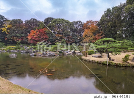 [九州・福岡] 秋の雨に濡れた福岡県立大濠公園日本庭園の上の池で泳ぐ鯉。 96344195