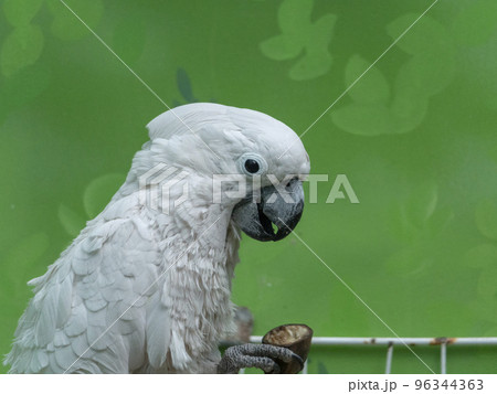 Big white parrot Cockatoo lat sitting on a branch 96344363