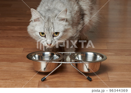 Helthy pretty cat next to metal feed bowls 96344369