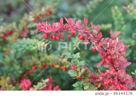 Beautiful red gumi berry on a branch in the garden 96344376