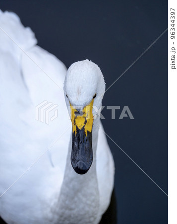 White swan in the water White swan in the water 96344397