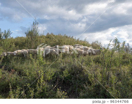 Group of sheep gazing, walking and resting on a green pasture in Altai mountains. Siberia, Russia 96344766