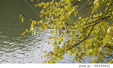 Autumn leaves fall in the forest, natural landscape 96344842