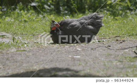 Guinea fowl walking along the green grass in the fall Guinea fowl walking along the green grass in the fall 96344924