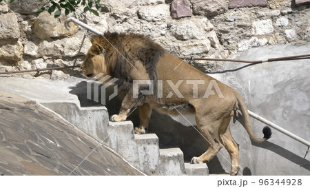 Adult handsome lion, climbing the stairs. Adult handsome lion, climbing the stairs. 96344928