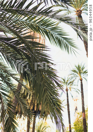 Tropical palm leaves, floral pattern background in summer time Tropical palm leaves, floral pattern background in summer time 96344958