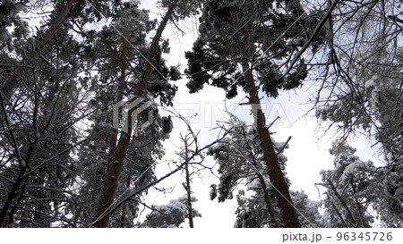 Winter forest during a snowfall, slow motion Winter forest during a snowfall, slow motion 96345726