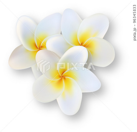 White Tropical Plumeria Flower 96345833