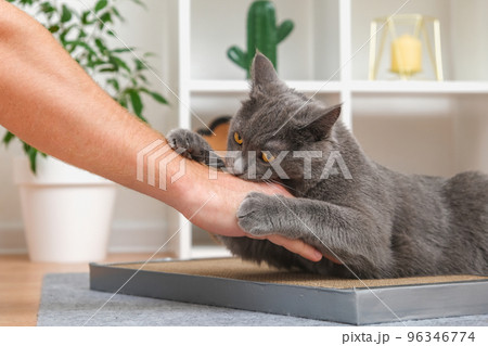A grey cat is playing with a man's hand. The cat 96346774