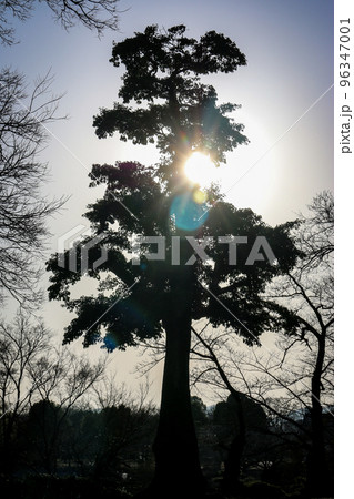 光と影 樹木と空 光と影 樹木と空 96347001