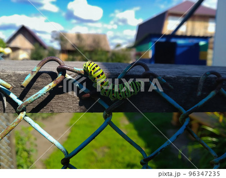 A brightly colored caterpillar crawls along a rusty-blue fence from the shadows against a bright multi-colored background 96347235