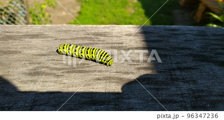 A brightly colored caterpillar crawls into the shade over the texture of a wooden board A brightly colored caterpillar crawls into the shade over the texture of a wooden board 96347236