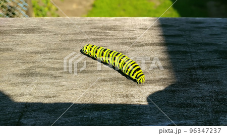 A brightly colored caterpillar crawls into the shade over the texture of a wooden board A brightly colored caterpillar crawls into the shade over the texture of a wooden board 96347237