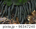 ヤシの根 96347240