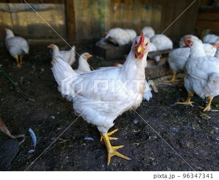 A chicken of the Broiler breed is standing on the farm, watching directly into the camera A chicken of the Broiler breed is standing on the farm, watching directly into the camera 96347341