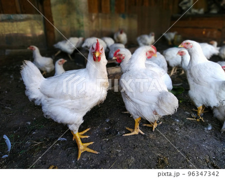Broiler chicken stands surrounded by other chickens on the farm Broiler chicken stands surrounded by other chickens on the farm 96347342