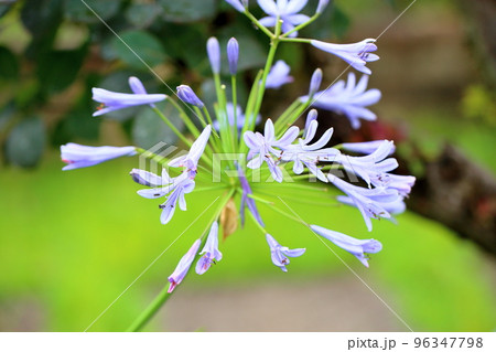 アガパンサスの花 96347798