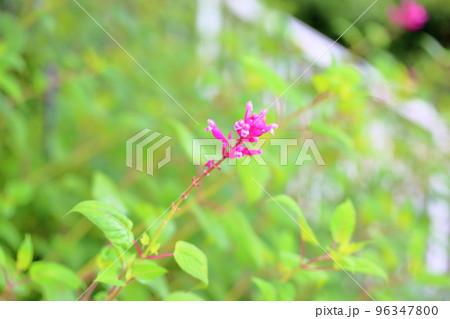 サルビアの花　インボルクラータ 96347800