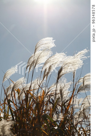 ススキ 96348578