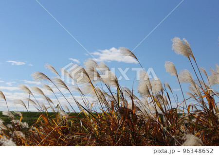 ススキ 96348652
