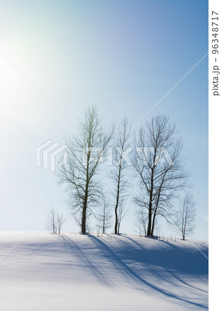 冬の晴れた日の丘の上の木立 96348717
