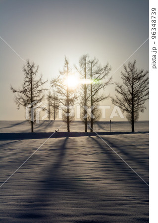 冬の夕日と雪原に伸びるカラマツの影 冬の夕日と雪原に伸びるカラマツの影 96348739