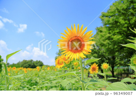 ヒマワリの花 ヒマワリの花 96349007