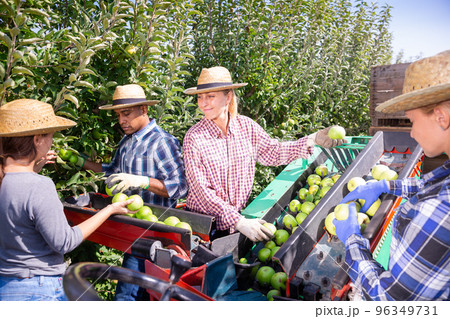 Collecting ripe apples in professional sorting platform 96349731