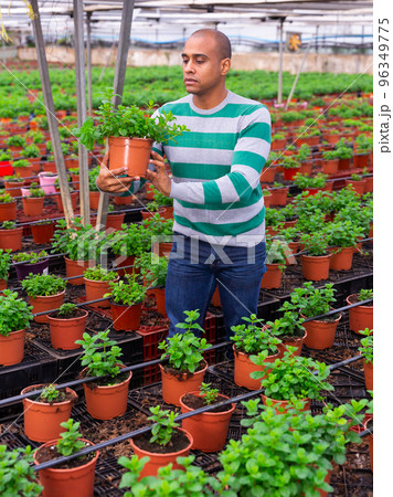Man farmer holding pot with mint Man farmer holding pot with mint 96349775