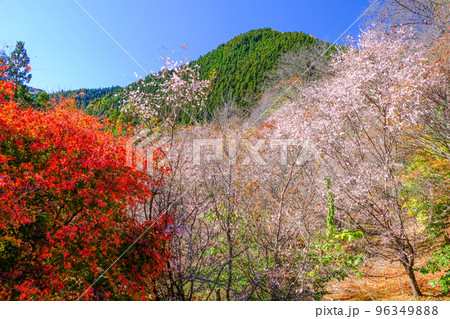 神山と冬桜と紅葉 神山と冬桜と紅葉 96349888