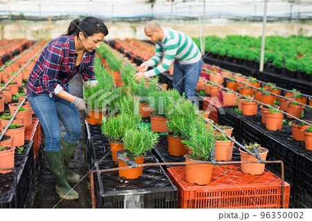 Man and woman gardeners holding pots with rosemary Man and woman gardeners holding pots with rosemary 96350002