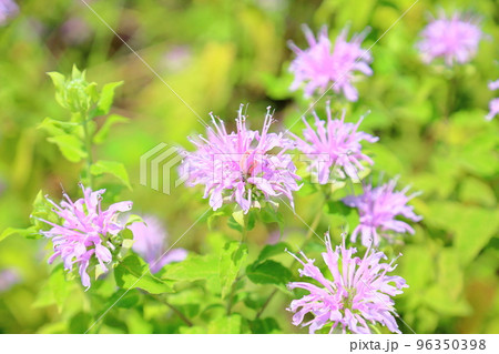 ワイルドベルガモットの花 ワイルドベルガモットの花 96350398