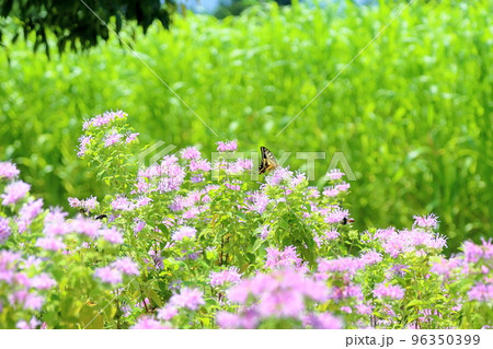 ワイルドベルガモットの花 96350399