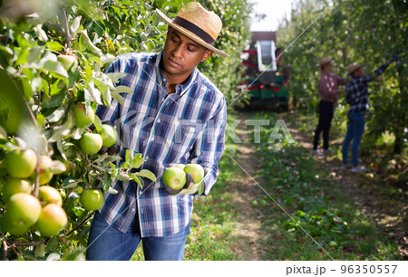 An orchard owner harvests ripe apples with team of workers 96350557