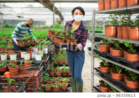 Gardeners in masks holding spearmint seedlings in pots 96350613
