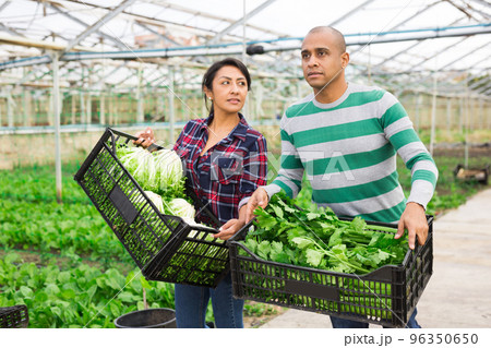 Farmer couple holding crates with lettuce and celery 96350650