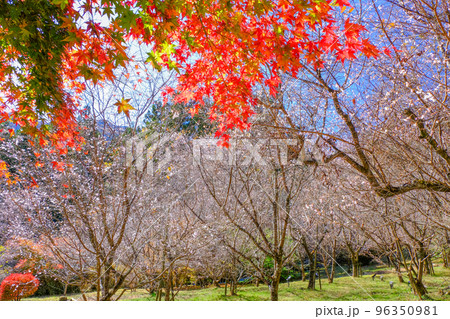 カエデ葉と冬桜 カエデ葉と冬桜 96350981