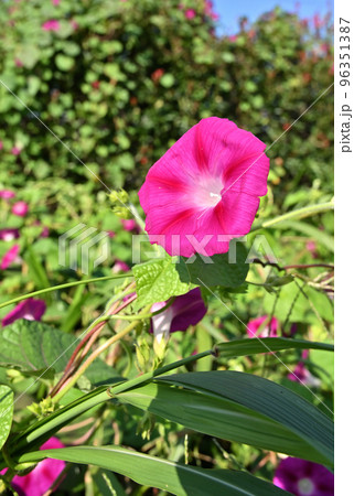 植物　ノアサガオ　ヒルガオ科　多年草　つる性 96351387