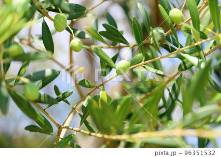 オリーブの実 96351532