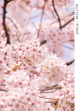 桜 96351709