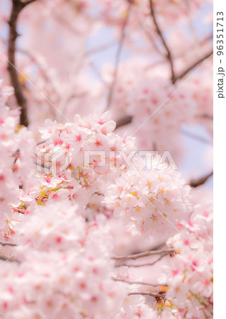 桜（ソフトフォーカス） 96351713