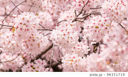 桜 96351719