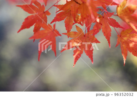 かえでの紅葉のクローズアップ かえでの紅葉のクローズアップ 96352032