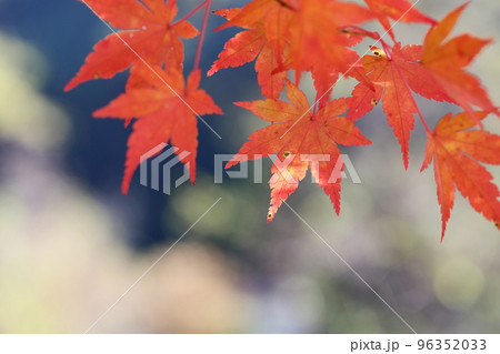 かえでの紅葉のクローズアップ かえでの紅葉のクローズアップ 96352033